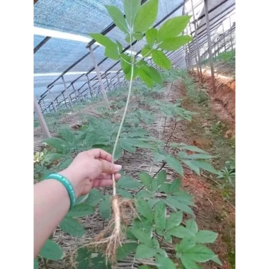 Hạt giống nhân sâm Hàn Quốc chuẩn - Giá chỉ 100.000đ, khuyến mãi 20%