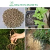 Hạt Giống Nhân Sâm Hàn Quốc Mseed - Trồng Được Năm, Năng Suất Cao, Giá Ưu Đãi 15.600 VND