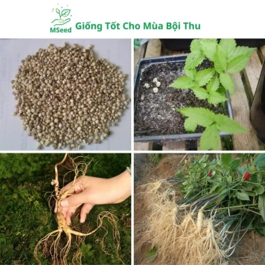 Hạt Giống Nhân Sâm Hàn Quốc Mseed - Trồng Được Năm, Năng Suất Cao, Giá Ưu Đãi 15.600 VND