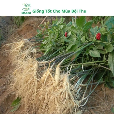 Hạt Giống Nhân Sâm Hàn Quốc Mseed - Trồng Được Năm, Năng Suất Cao, Giá Ưu Đãi 15.600 VND