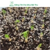 Hạt Giống Nhân Sâm Hàn Quốc Mseed - Trồng Được Năm, Năng Suất Cao, Giá Ưu Đãi 15.600 VND 3