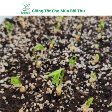Hạt Giống Nhân Sâm Hàn Quốc Mseed - Trồng Được Năm, Năng Suất Cao, Giá Ưu Đãi 15.600 VND