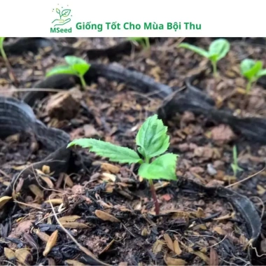 Hạt Giống Nhân Sâm Hàn Quốc Mseed - Trồng Được Năm, Năng Suất Cao, Giá Ưu Đãi 15.600 VND 4 Hạt Giống Nhân Sâm Hàn Quốc Mseed - Trồng Được Năm, Năng Suất Cao, Giá Ưu Đãi 15.600 VND 4