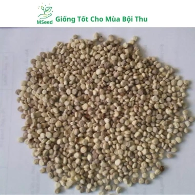 Hạt Giống Nhân Sâm Hàn Quốc Mseed - Trồng Được Năm, Năng Suất Cao, Giá Ưu Đãi 15.600 VND