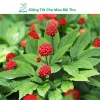 Hạt Giống Nhân Sâm Hàn Quốc Mseed - Trồng Được Năm, Năng Suất Cao, Giá Ưu Đãi 15.600 VND 6