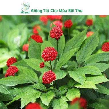Hạt Giống Nhân Sâm Hàn Quốc Mseed - Trồng Được Năm, Năng Suất Cao, Giá Ưu Đãi 15.600 VND 6 Hạt Giống Nhân Sâm Hàn Quốc Mseed - Trồng Được Năm, Năng Suất Cao, Giá Ưu Đãi 15.600 VND 6