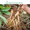 Hạt Giống Nhân Sâm Hàn Quốc Mseed - Trồng Được Năm, Năng Suất Cao, Giá Ưu Đãi 15.600 VND 7