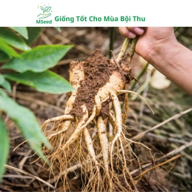 Hạt Giống Nhân Sâm Hàn Quốc Mseed - Trồng Được Năm, Năng Suất Cao, Giá Ưu Đãi 15.600 VND 7 Hạt Giống Nhân Sâm Hàn Quốc Mseed - Trồng Được Năm, Năng Suất Cao, Giá Ưu Đãi 15.600 VND 7