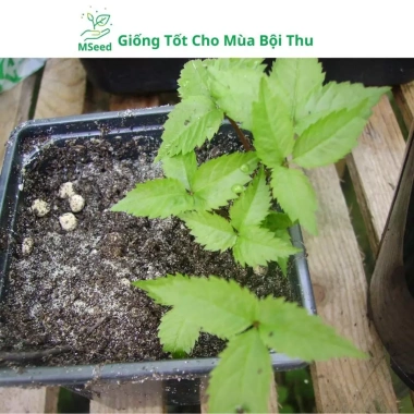 Hạt Giống Nhân Sâm Hàn Quốc Mseed - Trồng Được Năm, Năng Suất Cao, Giá Ưu Đãi 15.600 VND