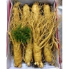 Hạt Giống Nhân Sâm Núi Chịu Nhiệt, Tăng Năng Suất, Giá 11.000₫ (Giảm từ 14.190₫) 2
