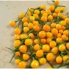 Hạt giống ớt Charapita Peru – Đắt nhất thế giới, giảm còn 13.860₫ tại hatgiongnhapkhau 2