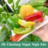 Hạt giống ớt chuông ớt ngọt ngũ sắc - Giá 30.000đ, năng suất cao, trồng nhanh 2