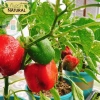 Hạt giống ớt chuông ớt ngọt ngũ sắc - Giá 30.000đ, năng suất cao, trồng nhanh 5