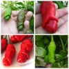 Hạt Giống Ớt Cu Tí Độc Lạ 5 Hạt - Dễ Trồng, Nhiều Trái, Ăn Ngon, Giá 25.000 VND NIN SEEDS x H2T FARM 2