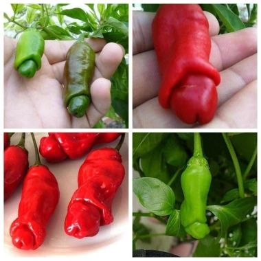 Hạt Giống Ớt Cu Tí Độc Lạ 5 Hạt - Dễ Trồng, Nhiều Trái, Ăn Ngon, Giá 25.000 VND NIN SEEDS x H2T FARM 2 Hạt Giống Ớt Cu Tí Độc Lạ 5 Hạt - Dễ Trồng, Nhiều Trái, Ăn Ngon, Giá 25.000 VND NIN SEEDS x H2T FARM 2