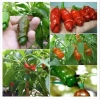 Hạt Giống Ớt Cu Tí Độc Lạ 5 Hạt - Dễ Trồng, Nhiều Trái, Ăn Ngon, Giá 25.000 VND NIN SEEDS x H2T FARM 3