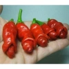 Hạt Giống Ớt Cu Tí Độc Lạ 5 Hạt - Dễ Trồng, Nhiều Trái, Ăn Ngon, Giá 25.000 VND NIN SEEDS x H2T FARM 4