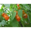 Hạt Giống Ớt Cu Tí Độc Lạ 5 Hạt - Dễ Trồng, Nhiều Trái, Ăn Ngon, Giá 25.000 VND NIN SEEDS x H2T FARM 5