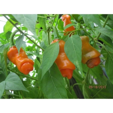 Hạt Giống Ớt Cu Tí Độc Lạ 5 Hạt - Dễ Trồng, Nhiều Trái, Ăn Ngon, Giá 25.000 VND NIN SEEDS x H2T FARM