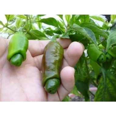 Hạt Giống Ớt Cu Tí Độc Lạ 5 Hạt - Dễ Trồng, Nhiều Trái, Ăn Ngon, Giá 25.000 VND NIN SEEDS x H2T FARM 6 Hạt Giống Ớt Cu Tí Độc Lạ 5 Hạt - Dễ Trồng, Nhiều Trái, Ăn Ngon, Giá 25.000 VND NIN SEEDS x H2T FARM 6