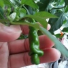 Hạt Giống Ớt Cu Tí Độc Lạ 5 Hạt - Dễ Trồng, Nhiều Trái, Ăn Ngon, Giá 25.000 VND NIN SEEDS x H2T FARM 7