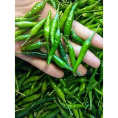 Hạt Giống Ớt Hiểm Xanh, Chỉ Thiên, Sừng Vàng - Giá chỉ 12.000đ, Năng Suất Cao 2
