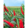 Hạt Giống Ớt Hiểm Xanh, Chỉ Thiên, Sừng Vàng - Giá chỉ 12.000đ, Năng Suất Cao 3