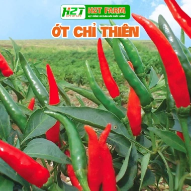 Hạt Giống Ớt Hiểm Xanh, Chỉ Thiên, Sừng Vàng - Giá chỉ 12.000đ, Năng Suất Cao 4