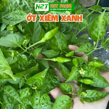 Hạt Giống Ớt Hiểm Xanh, Chỉ Thiên, Sừng Vàng - Giá chỉ 12.000đ, Năng Suất Cao 5