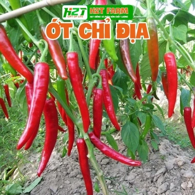 Hạt Giống Ớt Hiểm Xanh, Chỉ Thiên, Sừng Vàng - Giá chỉ 12.000đ, Năng Suất Cao 6