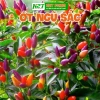 Hạt Giống Ớt Hiểm Xanh, Chỉ Thiên, Sừng Vàng - Giá chỉ 12.000đ, Năng Suất Cao 10
