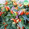 Hạt giống ớt kiểng Ngũ Sắc Sai Trái 0.1gr - Đa màu dễ trồng rẻ Thegioihatgiong