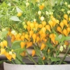 Hạt giống ớt mỏ chim Mỹ siêu cay - Cây khỏe, nhiều trái, dễ trồng - Giá 36k h2t farm