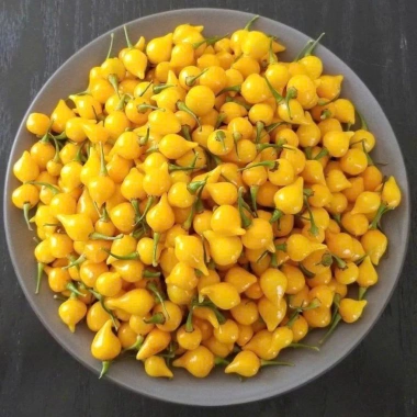 Hạt giống ớt mỏ chim Mỹ siêu cay - Cây khỏe, nhiều trái, dễ trồng - Giá 36k h2t farm 2