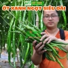 Hạt giống ớt xanh dài (ớt đũa) nhập khẩu - Giá chỉ 13.860đ, giảm tới 21% để thu hoạch nhanh và bội thu