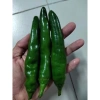 Hạt giống ớt xanh Hàn Quốc - Nhanh nở, cay đậm, giá 14.400đ giảm 20% 4