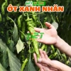 Hạt giống ớt xanh nhăn khổng lồ F1 nhập khẩu - Đạt năng suất cao, giá chỉ 15.000đ