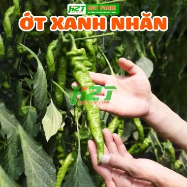 Hạt giống ớt xanh nhăn khổng lồ F1 nhập khẩu - Đạt năng suất cao, giá chỉ 15.000đ