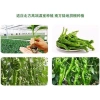 Hạt giống ớt xanh nhăn khổng lồ F1 nhập khẩu - Đạt năng suất cao, giá chỉ 15.000đ 2
