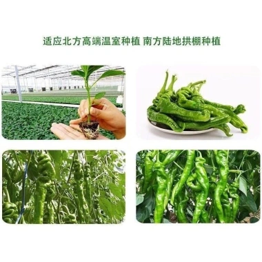 Hạt giống ớt xanh nhăn khổng lồ F1 nhập khẩu - Đạt năng suất cao, giá chỉ 15.000đ 2 Hạt giống ớt xanh nhăn khổng lồ F1 nhập khẩu - Đạt năng suất cao, giá chỉ 15.000đ 2