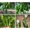 Hạt giống ớt xanh nhăn khổng lồ F1 nhập khẩu - Đạt năng suất cao, giá chỉ 15.000đ 3