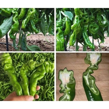 Hạt giống ớt xanh nhăn khổng lồ F1 nhập khẩu - Đạt năng suất cao, giá chỉ 15.000đ 3 Hạt giống ớt xanh nhăn khổng lồ F1 nhập khẩu - Đạt năng suất cao, giá chỉ 15.000đ 3