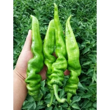 Hạt giống ớt xanh nhăn khổng lồ F1 nhập khẩu - Đạt năng suất cao, giá chỉ 15.000đ