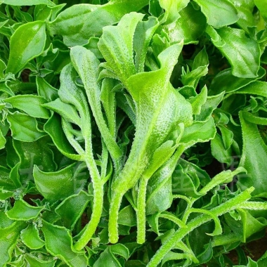 Hạt giống rau bông tuyết, rau tuyết sương – Giá 20.000đ, giảm 25.000đ, trồng nhanh, sạch, thơm ngon 3