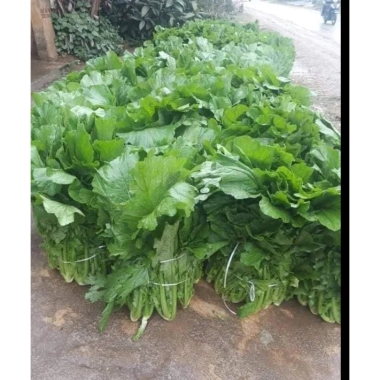 Hạt giống rau cải mèo - Trồng rau sạch tại nhà, ban công, thùng xốp, chỉ 6.000₫ 4