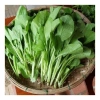 Hạt giống rau cải ngọt nhập khẩu - Giá 16.000đ, chất lượng cao, sinh trưởng nhanh 3