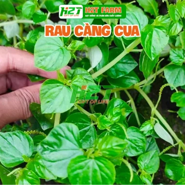 Hạt Giống Rau Càng Cua Xanh 1gr - Giòn, Dễ Trồng, Giá Ưu Đãi 18.000đ Thegioihatgiong