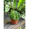 Hạt Giống Rau Càng Cua Xanh 1gr - Giòn, Dễ Trồng, Giá Ưu Đãi 18.000đ Thegioihatgiong 3