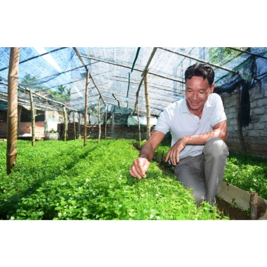 Hạt Giống Rau Càng Cua Xanh 1gr - Giòn, Dễ Trồng, Giá Ưu Đãi 18.000đ Thegioihatgiong