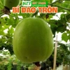 Hạt giống rau củ quả chịu nóng trồng theo mùa - Giá chỉ 6.000đ hatgiongnhapkhau 8